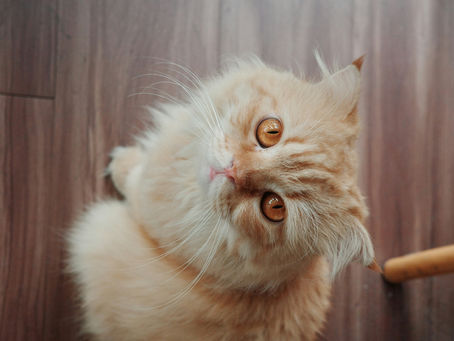 Can a Hairball Make a Cat Sick? When to Worry