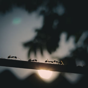 Ants on a branch
