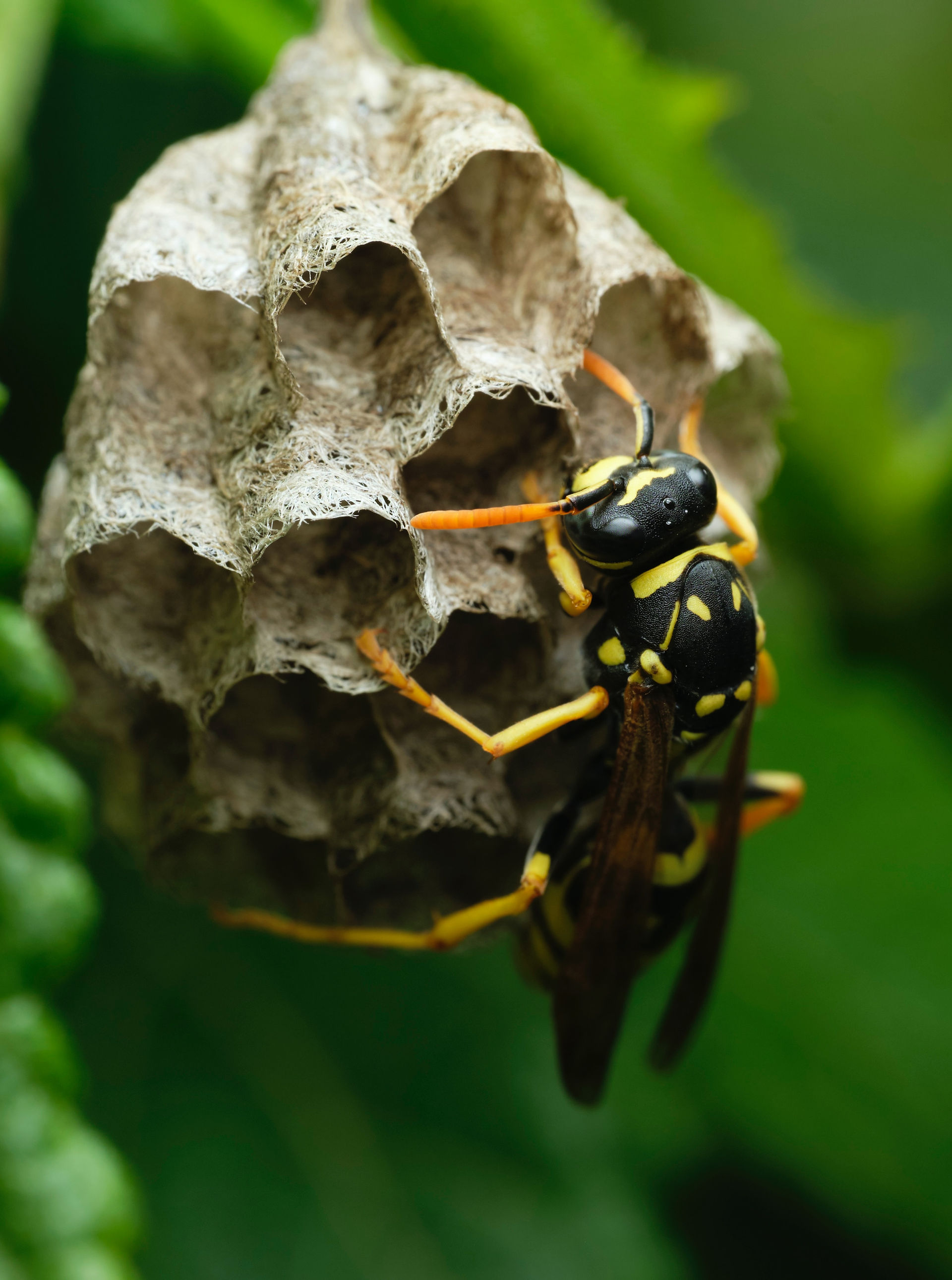 Wasp building it's nest