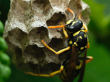 Image by Victor Grabarczyk
