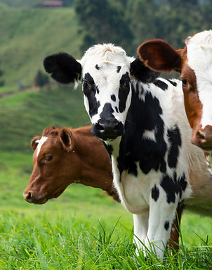 trois vaches dans un champs