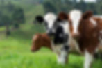 cattle