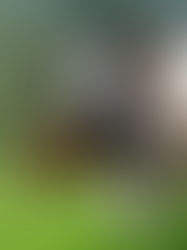 “Vaca con nódulos visibles en la piel en corral, evaluación clínica en ganado bovino”