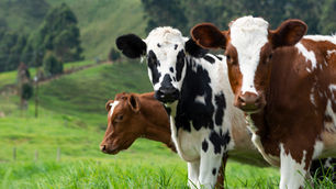 Synlait Milk CEO Richard Wyeth resigns after one year in role