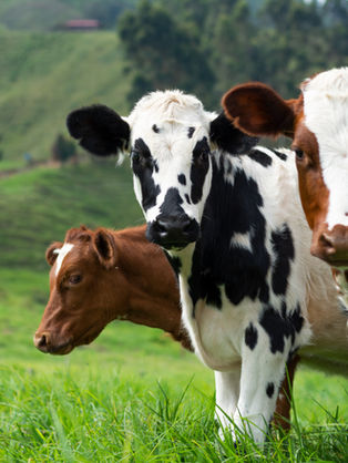 “Vaca con nódulos visibles en la piel en corral, evaluación clínica en ganado bovino”