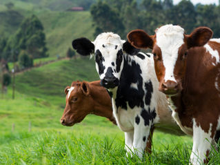 The devastating impact neglecting animal welfare in agriculture has on climate change