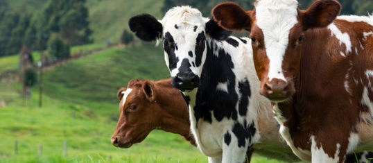 Cattle in field