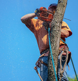 professionnels de l'abattage d'arbres près de Dieppe