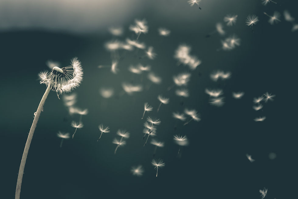 Image by Saad Chaudhry