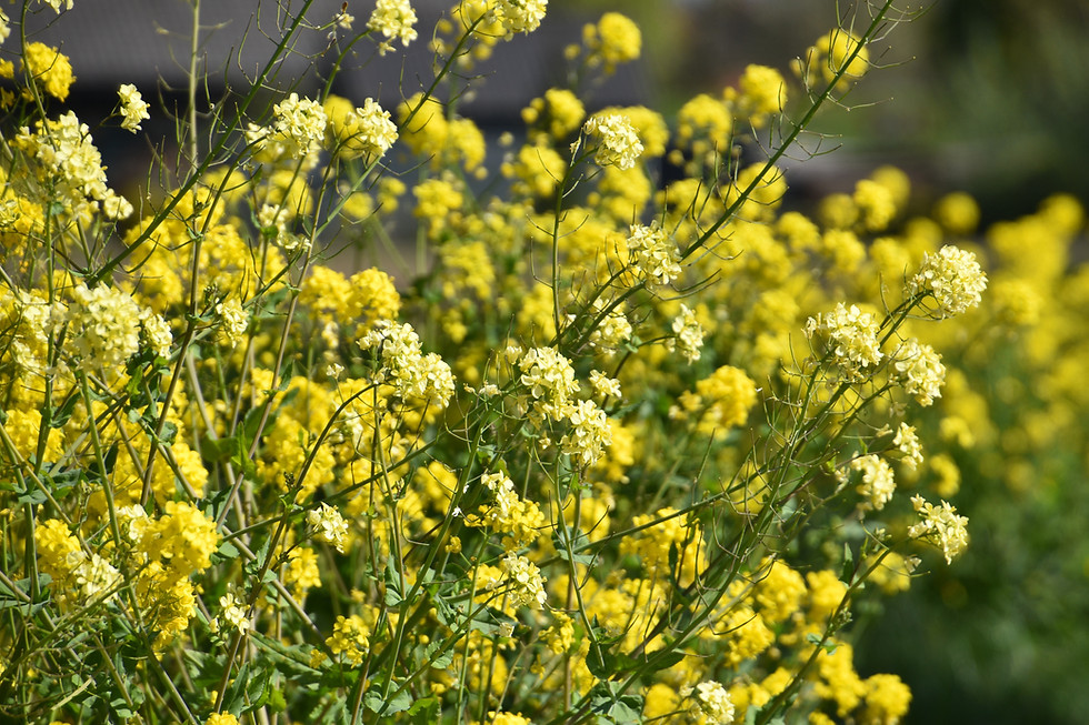 Thumbnail: Mustard Flower Essence