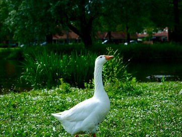 Wild Goose