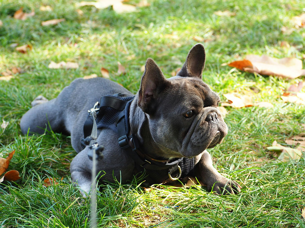 Frenchie laying down in the grass