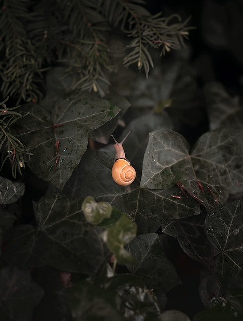 Snail on a leaf