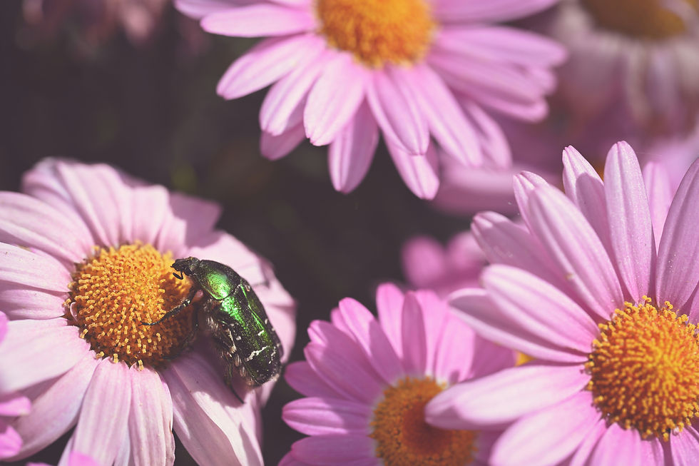 Image by Alexas_Fotos