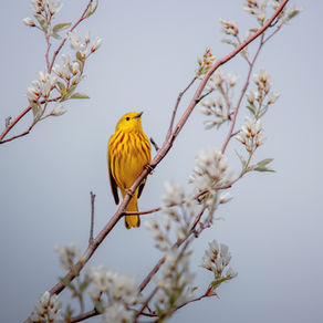 Bir Gariban Düşünce