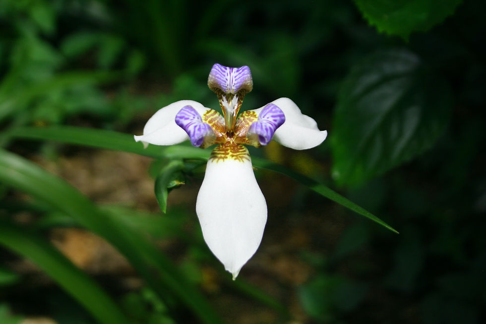 orchid plants types