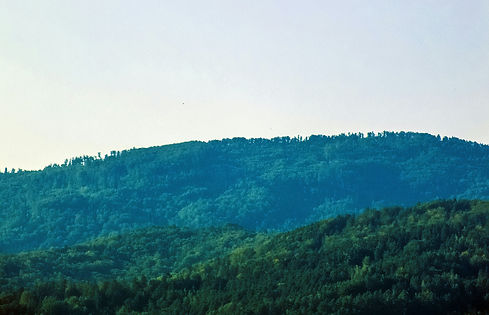 Image by Darya Karaliova