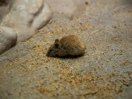 Small brown mouse eating grains on a rocky, textured surface. The setting is earthy and natural, creating a peaceful, rustic mood.