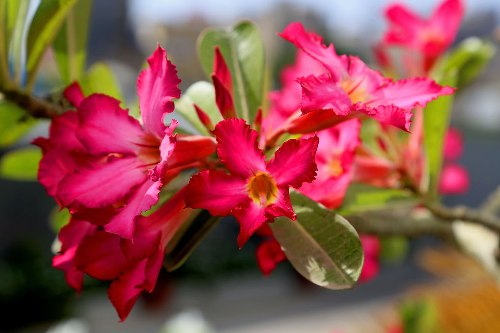 plants desert rose