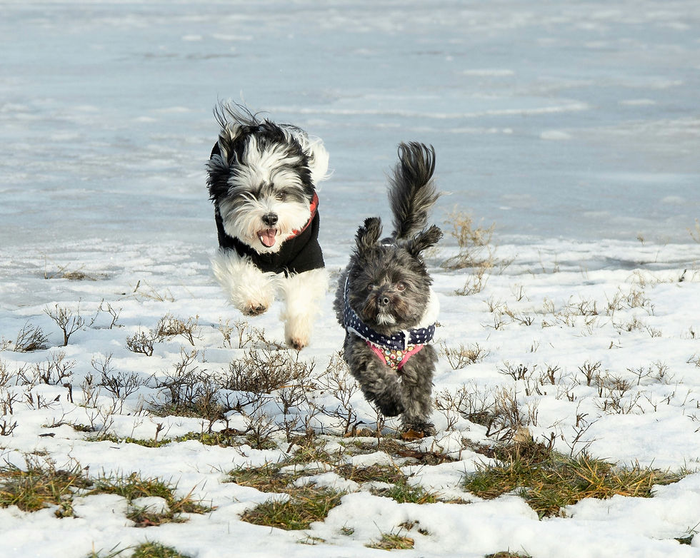 “Professional dog walker with a small group of dogs in Aspen”