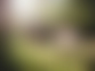 A woman basks in the gentle warmth of the sunshine, twirling gracefully in a sunlit field surrounded by lush greenery.
