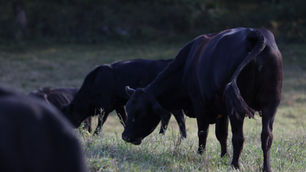U.S. Cattle Inventory Down 3% from Last Year