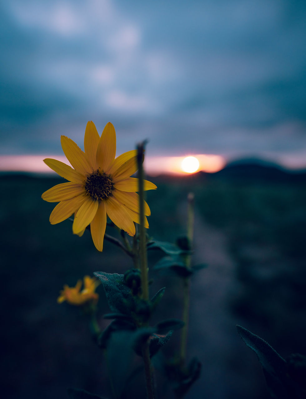 Healing Shame - Video Study Group