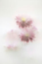 Blurred petals