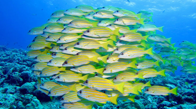 Palau