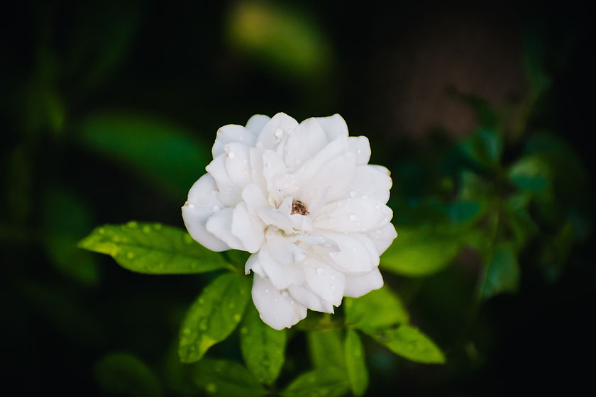 Image by Muhammad Murtaza Ghani