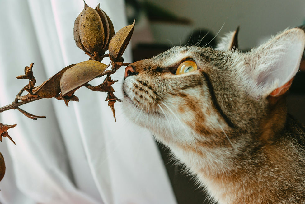 A tabby cat sniffing a plant pod stem.