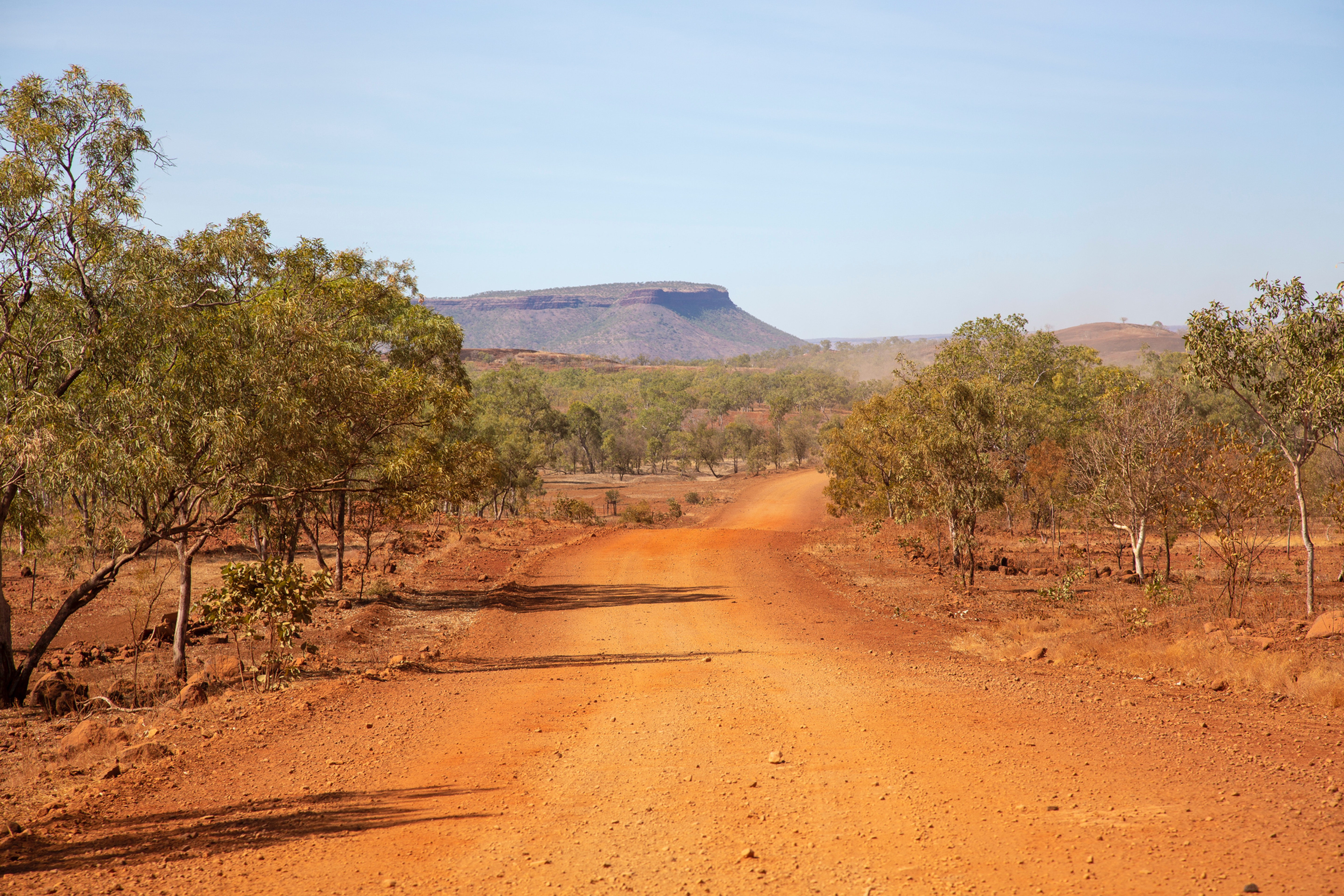 Australia Birding Tours | Ornis Birding