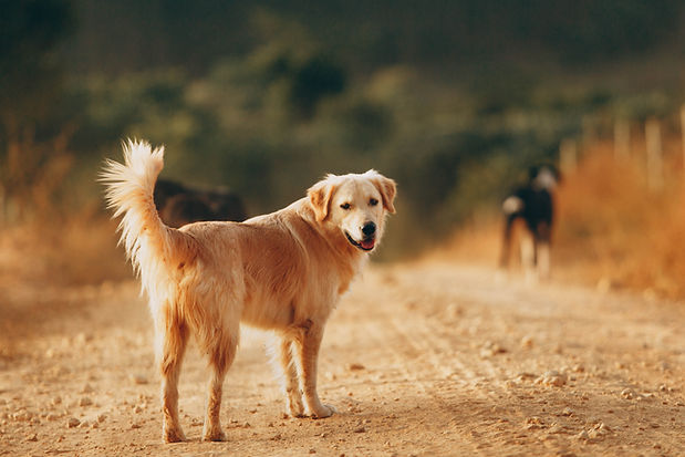 Éducation canine en Finistère nord