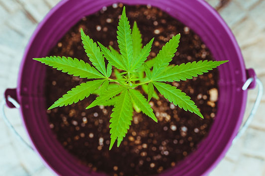 How Much Do You Really Know About Marijuana Strains