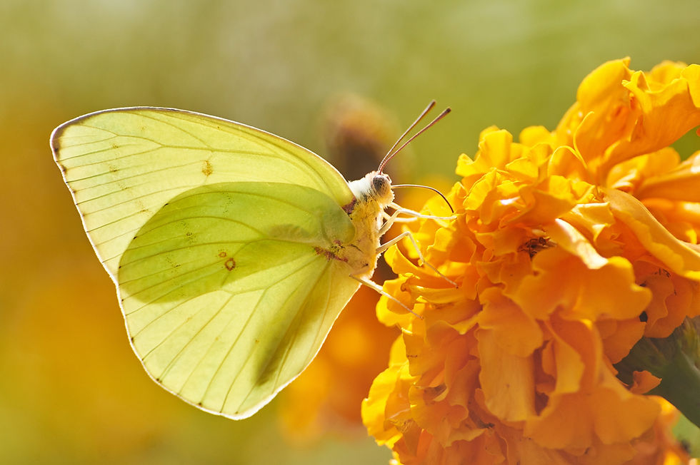 What Butterflies Are Teaching Me About Becoming a New Creation