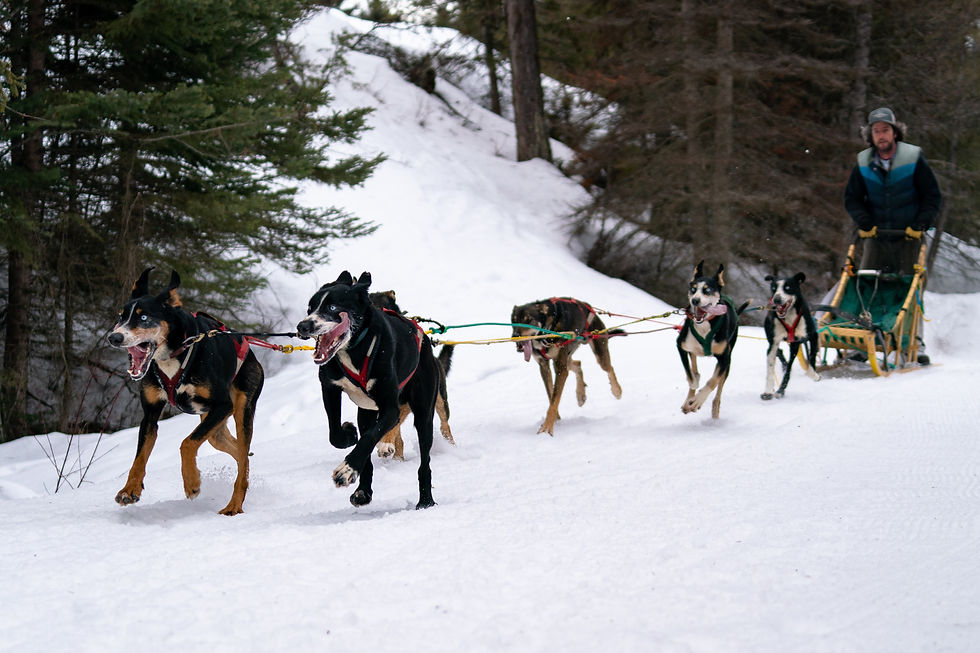 Alaska dogsledding