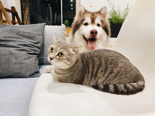 Imagem mostra um gato de pelagem listrada, com um olhar atento e curioso, e um cachorro de grande porte e pelagem densa (aparentemente um Husky ou Malamute), com uma expressão alegre e a língua de fora. Exemplo perfeito de por que o Seguro Pet é um investimento estratégico para tutores.