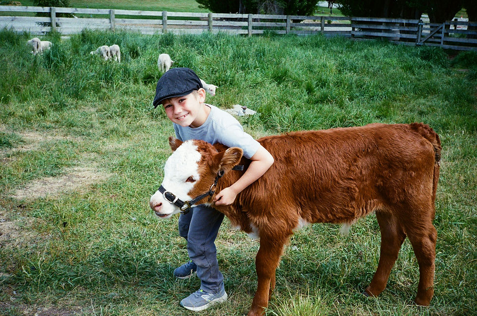 Smiling boy in a cap hugs a brown-and-white calf in a grassy pasture, with other calves and a wooden fence behind.