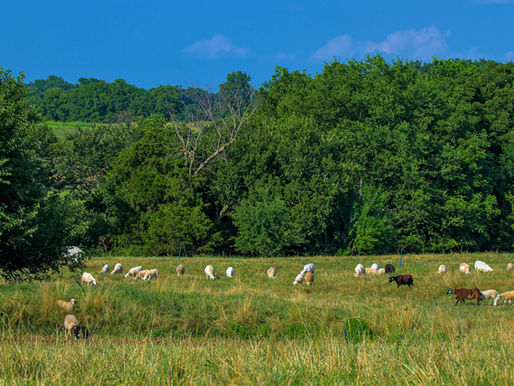 Grassroots Carbon and Nestlé Join Forces for Carbon Removals and Regenerative Land Management