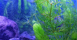 Do seaweed panels offer more advantages than solar panels?