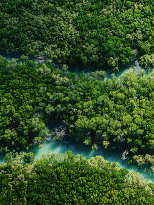 From Conservation to Investment: Financing Mangroves as Natural Infrastructure