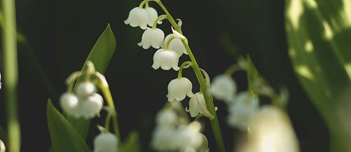 Image by Anna