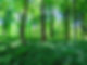 Trees in the forest