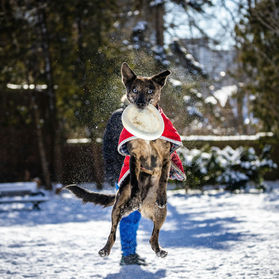 Winter Toss & Fetch League