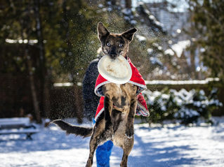 Winter Toss & Fetch League