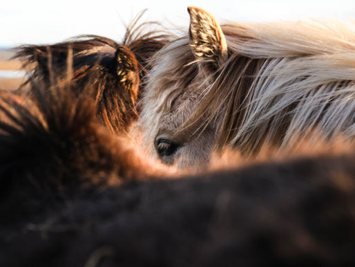 Haarlinge beim Pferd: Ursachen, Symptome und Behandlung