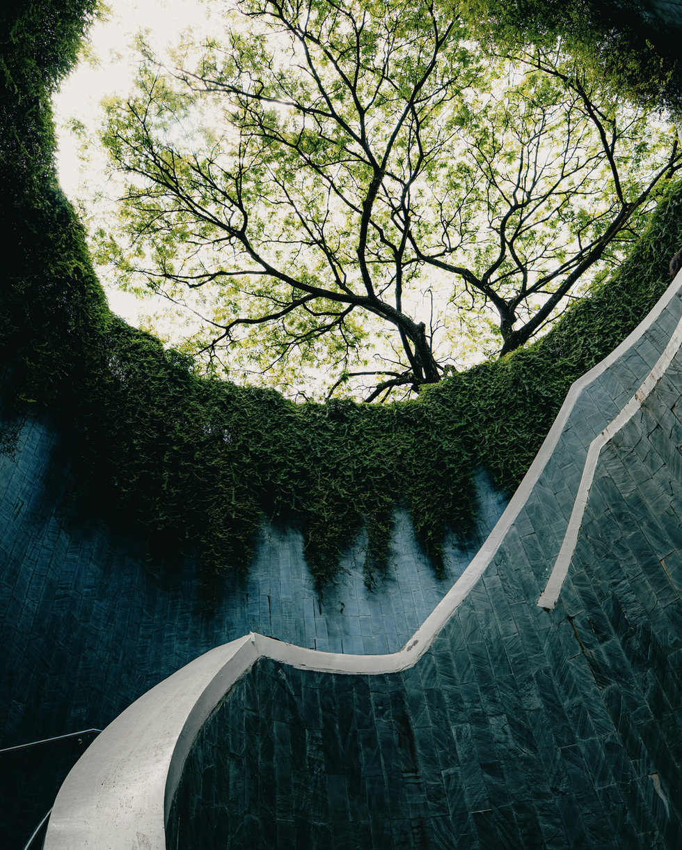 Looking up at a tree from a sunken garden with a curved stairway