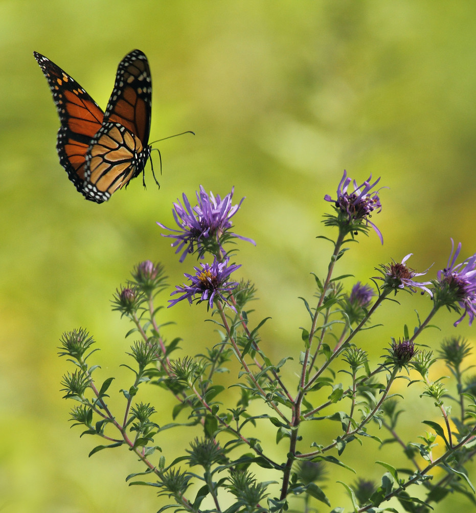 Image by Gary Bendig