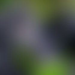 Baby gorilla munches on leaves