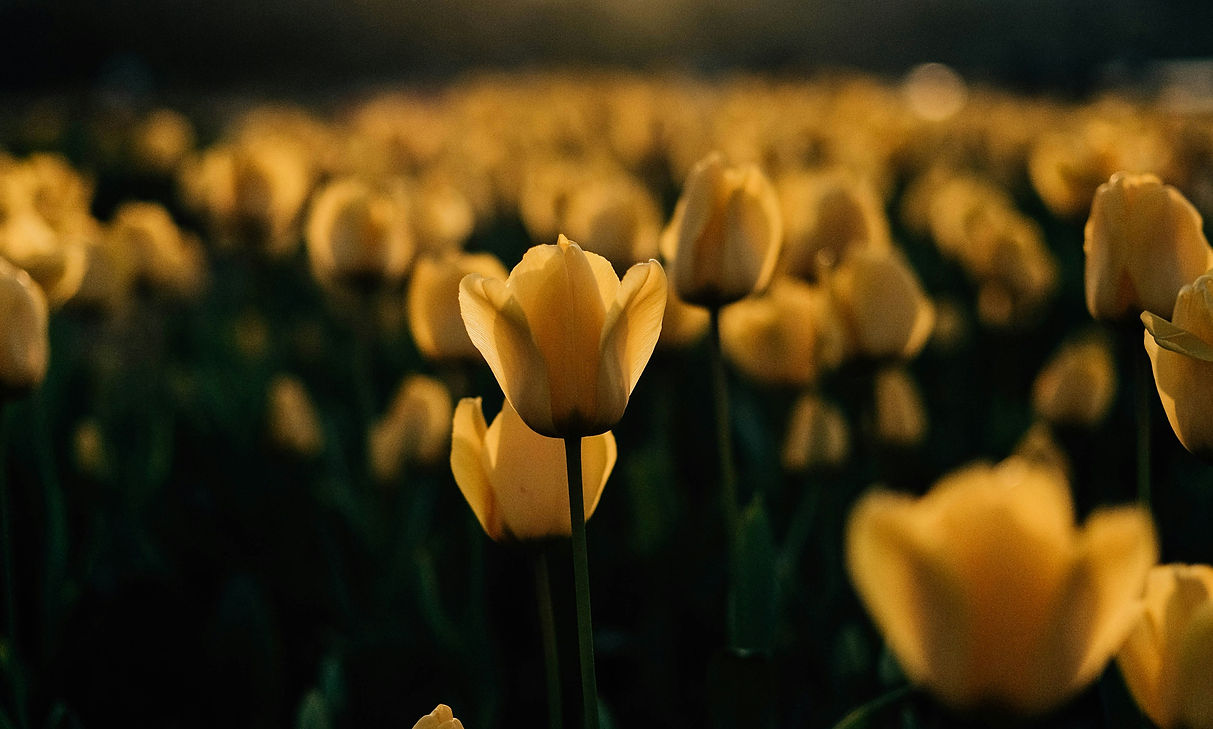 Image by insung yoon